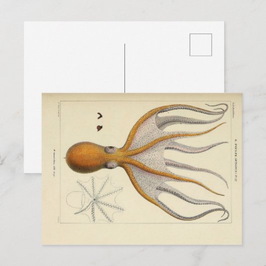 Octopus  Zoologische Schets Briefkaart (Voorkant / Achterkant)