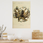 Octopus  Zoologische Schets Poster (Keuken)