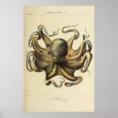 Octopus  Zoologische Schets Poster (Voorkant)