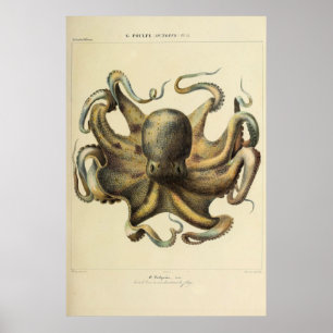 Octopus  Zoologische Schets Poster