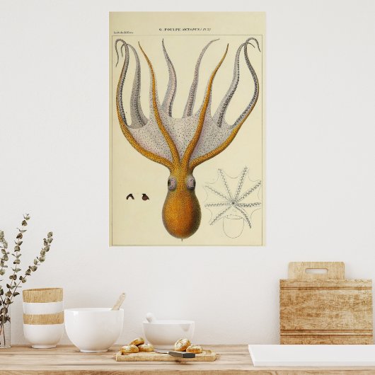 Octopus  Zoologische Schets Poster (Keuken)