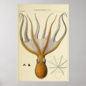 Octopus  Zoologische Schets Poster (Voorkant)
