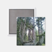 Octopusboom, Cape Meares, Oregon Magneet (Voorkant / Achterkant)