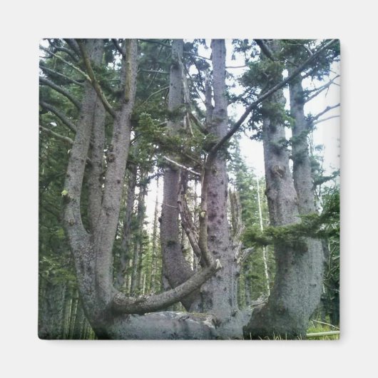 Octopusboom, Cape Meares, Oregon Magneet (Voorkant)
