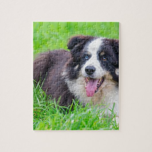 Odd-collie aan de rand van het gras.JPG Legpuzzel (Verticaal)