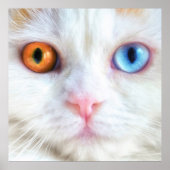 Odd-Eyed White Persian Cat Poster (Voorkant)