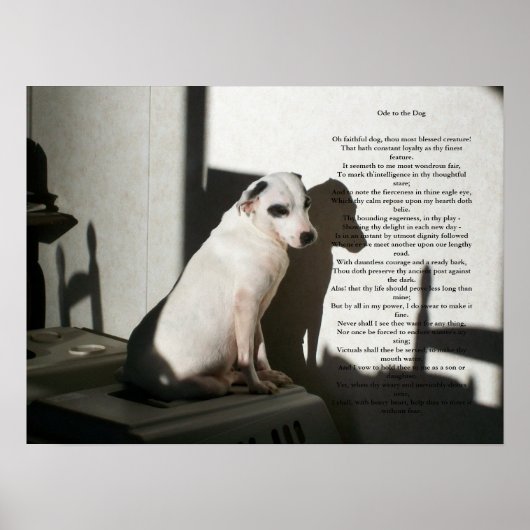 Ode aan de hond poster (Voorkant)