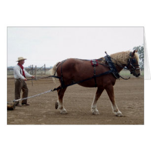 Odie de Belgische paardenauto