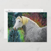 "Odin" Briefkaart (Voorkant / Achterkant)