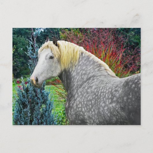 "Odin" Briefkaart (Voorkant)