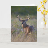 Odocoileus virginianus) 2 kaart (Gele Bloem)