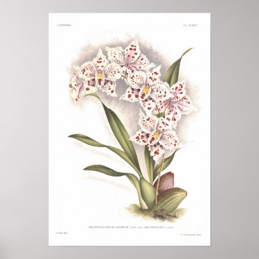 Odontoglossum crispum poster (Voorkant)