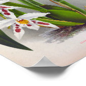 Odontoglossum Crispum Triane  witte orchideeën Poster (Hoek)