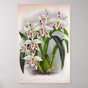 Odontoglossum Crispum Triane witte orchideeën Poster
