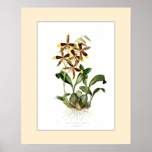 Odontoglossum grande, Douane grens Poster (Voorkant)