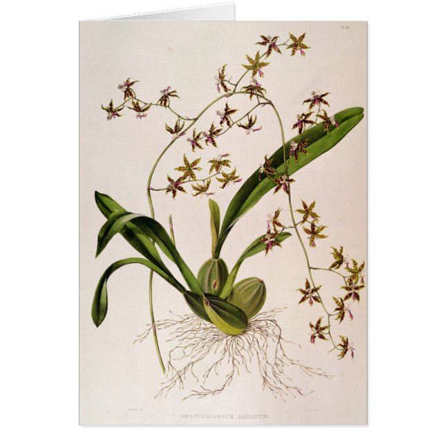 Odontoglossum Hastatum (Voorkant)