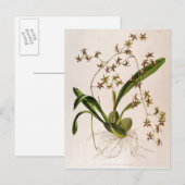 Odontoglossum Hastatum Briefkaart (Voorkant / Achterkant)