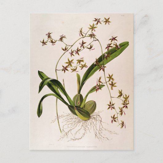 Odontoglossum Hastatum Briefkaart (Voorkant)