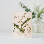 Odontoglossum Hastatum Briefkaart (Staand voorkant)