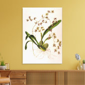 Odontoglossum Hastatum Canvas Afdruk (Insitu (Woonkamer))