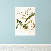 Odontoglossum Hastatum Canvas Afdruk (Insitu (Houten vloer))