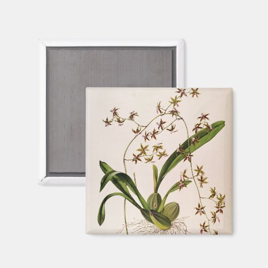 Odontoglossum Hastatum Magneet (Voorkant / Achterkant)