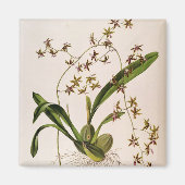 Odontoglossum Hastatum Magneet (Voorkant)