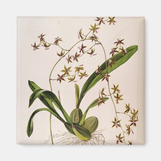 Odontoglossum Hastatum Magneet (Voorkant)