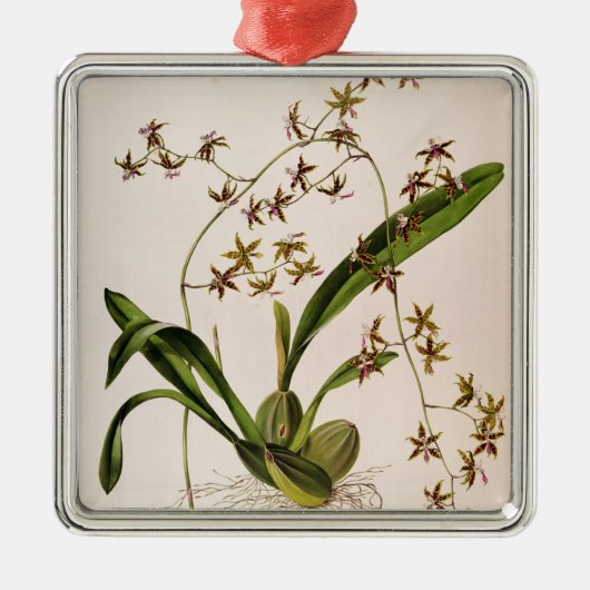 Odontoglossum Hastatum Metalen Ornament (Voorkant)