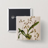 Odontoglossum Hastatum Vierkante Button 5,1 Cm (Voorkant /achterkant)