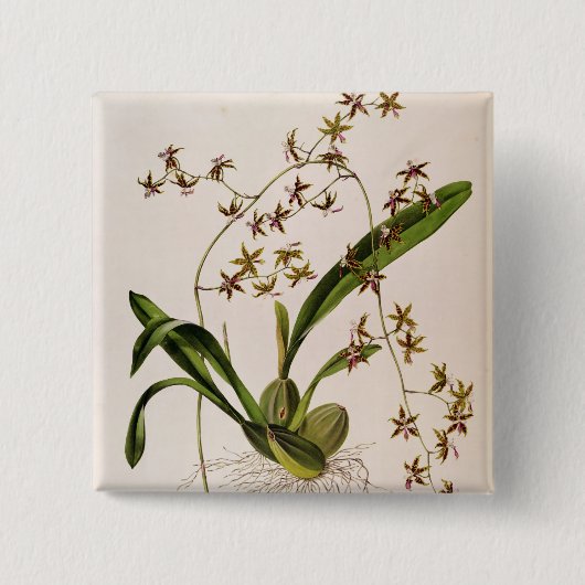 Odontoglossum Hastatum Vierkante Button 5,1 Cm (Voorkant)