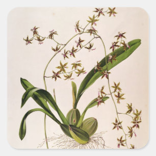 Odontoglossum Hastatum Vierkante Sticker