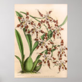  Odontoglossum Orchidee Flower Poster (Voorkant)
