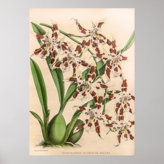  Odontoglossum Orchidee Flower Poster (Voorkant)