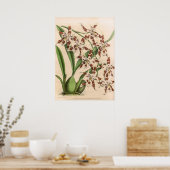  Odontoglossum Orchidee Flower Poster (Keuken)