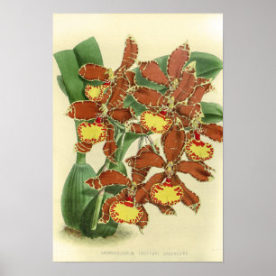 Odontoglossum Orchidee Flower Poster