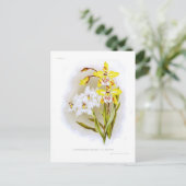 Odontoglossum orchideeën briefkaart (Staand voorkant)