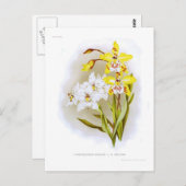 Odontoglossum orchideeën briefkaart (Voorkant / Achterkant)