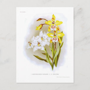 Odontoglossum orchideeën briefkaart