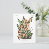 Odontoglossum Thompsonianum Briefkaart (Staand voorkant)