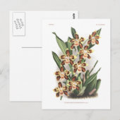 Odontoglossum Thompsonianum Briefkaart (Voorkant / Achterkant)