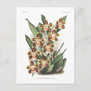 Odontoglossum Thompsonianum Briefkaart