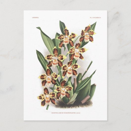 Odontoglossum Thompsonianum Briefkaart (Voorkant)