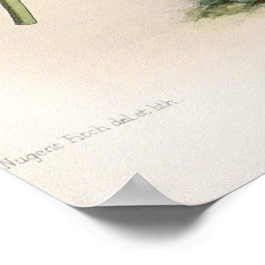 Odontoglossum Vexillarium Orchid Poster (Hoek)