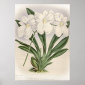 Odontoglossum Vexillarium Orchid Poster (Voorkant)