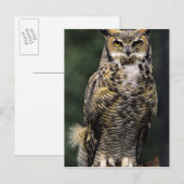 Oehoe (Bubo virginianus), volledig lichaam Briefkaart (Voorkant / Achterkant)