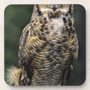 Oehoe (Bubo virginianus), volledig lichaam Drankjes Onderzetter