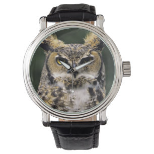 Oehoe (Bubo virginianus), volledig lichaam Horloge