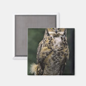 Oehoe (Bubo virginianus), volledig lichaam Magneet (Voorkant / Achterkant)