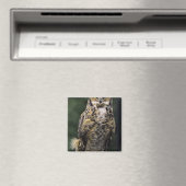 Oehoe (Bubo virginianus), volledig lichaam Magneet (Insitu (Vaatwasser))